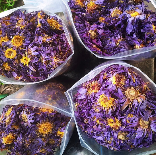 Egyptian Blue Lotus Tincture