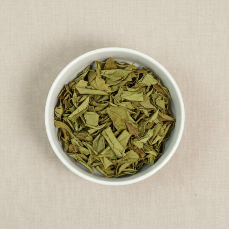 corteza de olmo resbaladizo