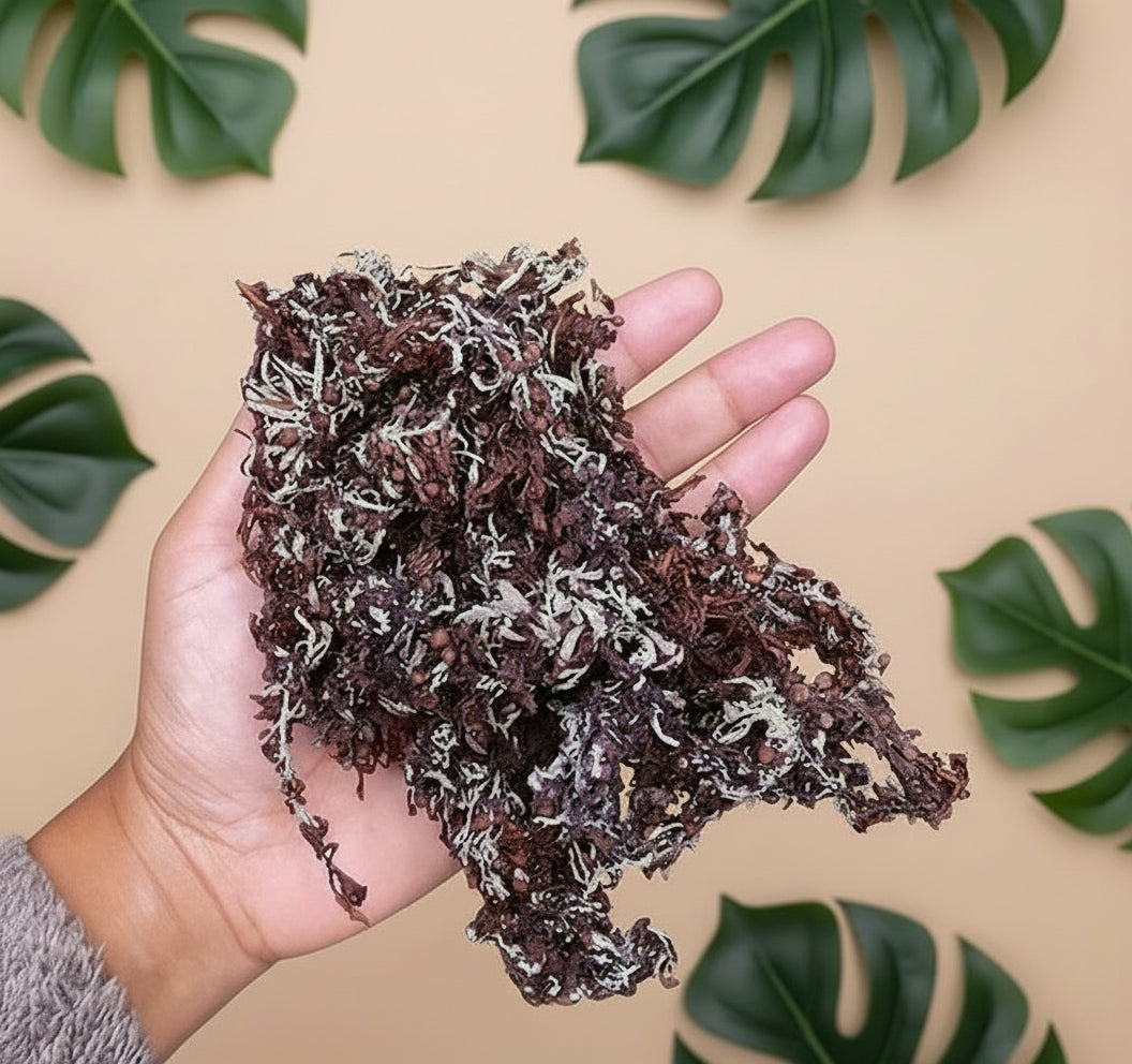 جل الطحالب البحرية الأرجوانية