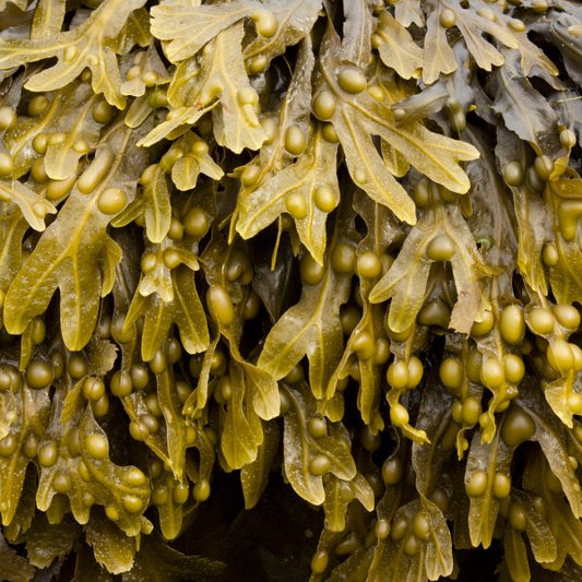 Bladderwrack & Sea Moss Benefits
