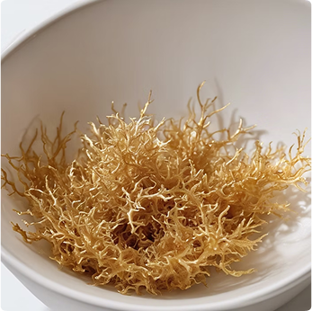 Exploring Herbal Alternatives5