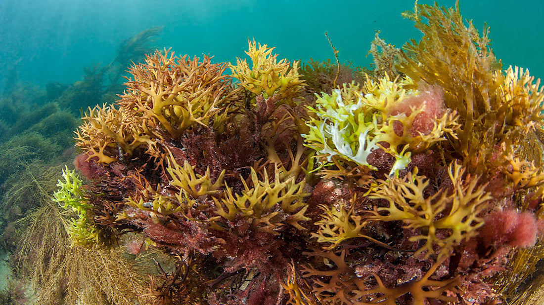 Top 10 Minerals in Sea Moss: Benefits, Nutrition & Why They Matter!