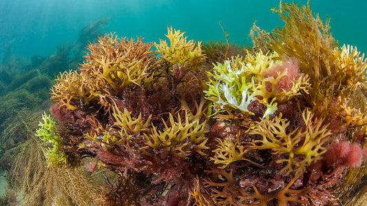 Top 10 Minerals in Sea Moss: Benefits, Nutrition & Why They Matter!