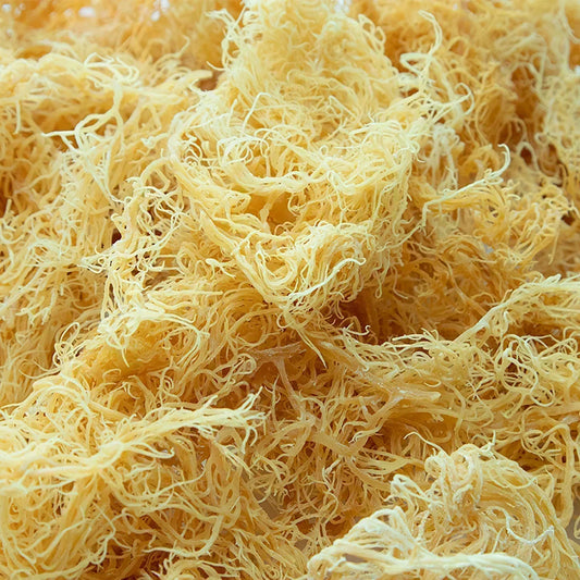How To Tell If Your Sea Moss Is Fake?