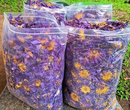 Egyptian Blue Lotus Tincture