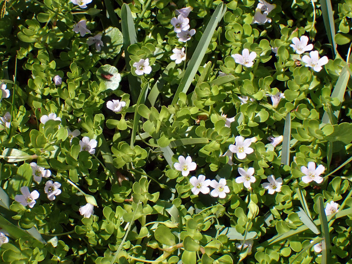 Bacopa Monnieri