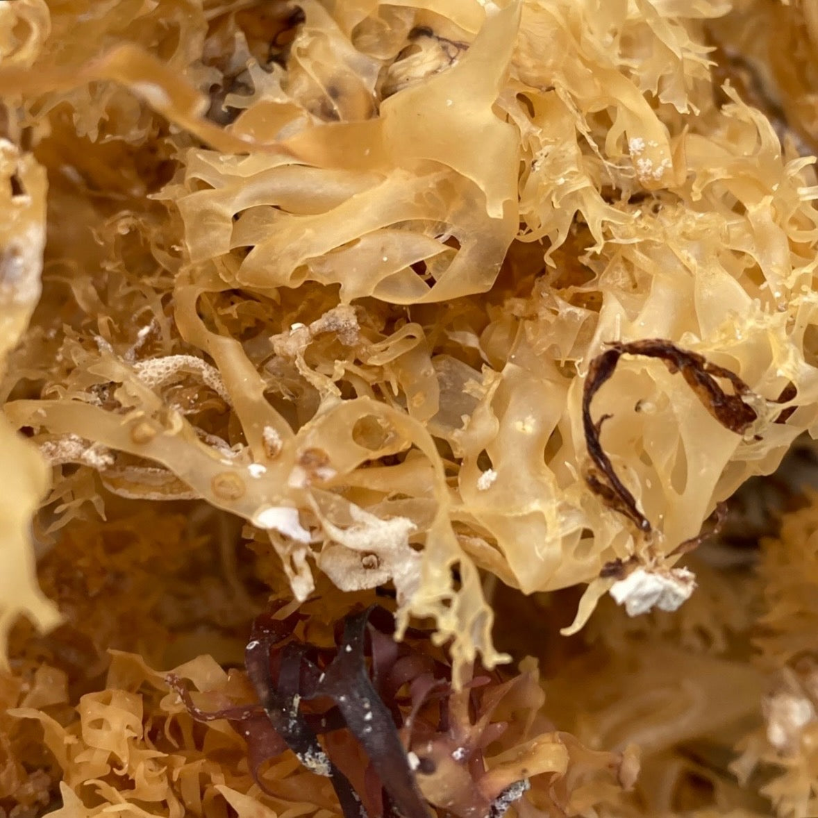Gold Dried Sea Moss