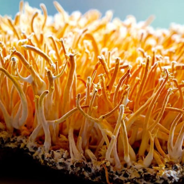 Cordyceps Mushroom