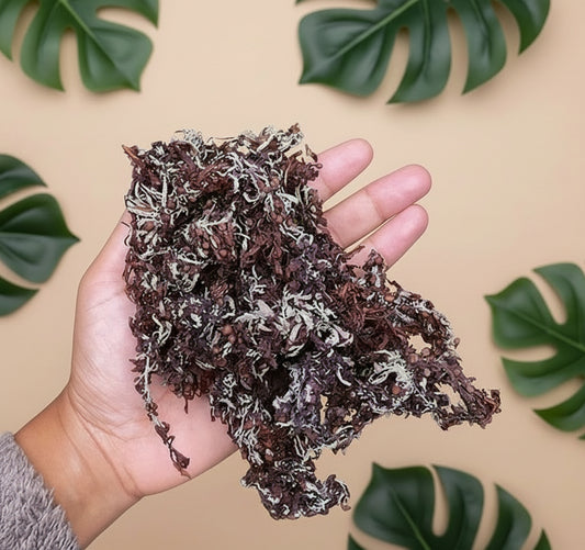 جل الطحالب البحرية الأرجوانية