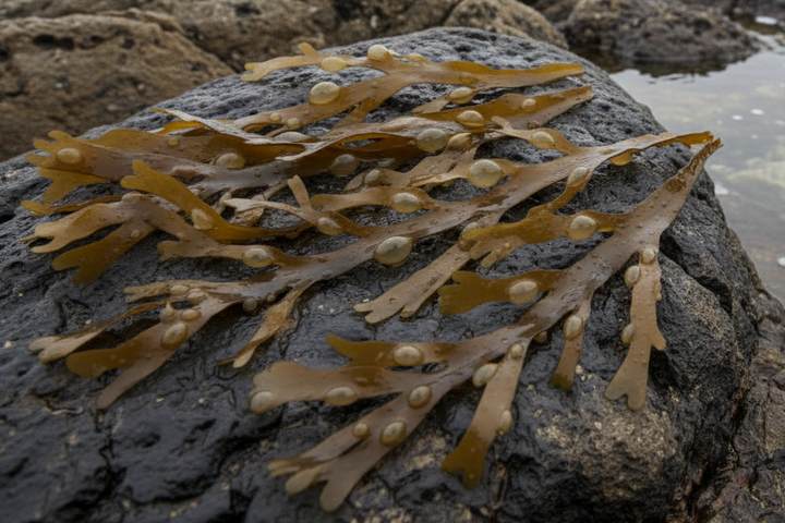Bladderwrack