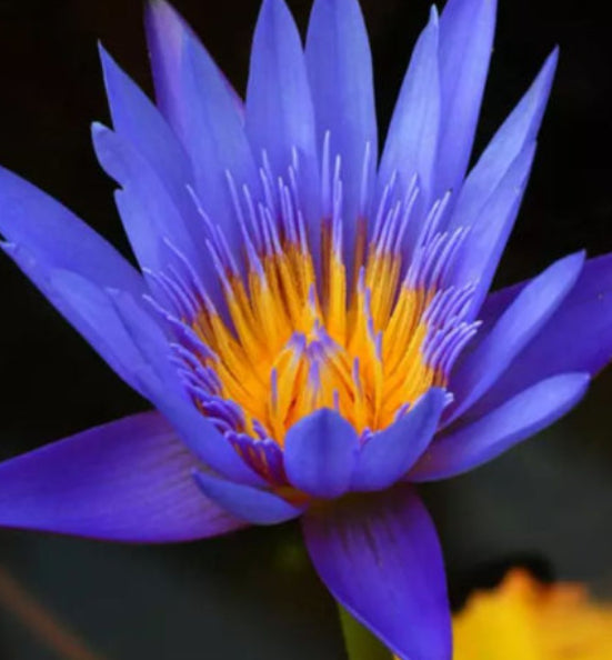 Egyptian Blue Lotus Flower