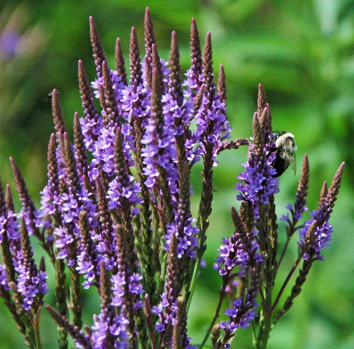 Blue Vervain