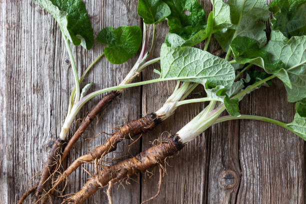 Burdock Root