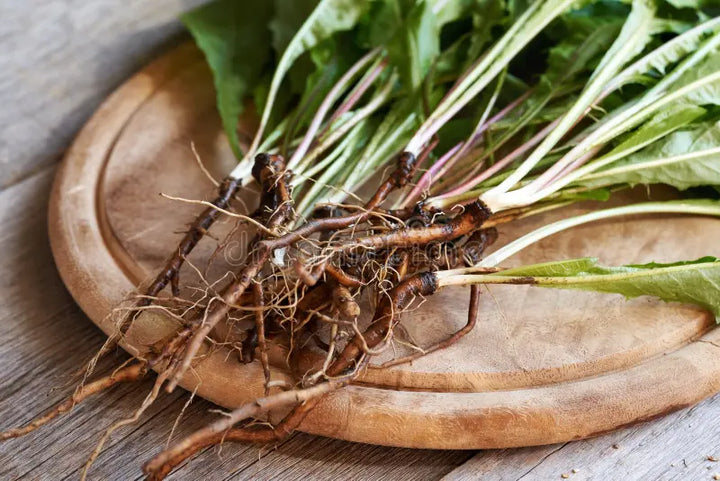 Dandelion Root