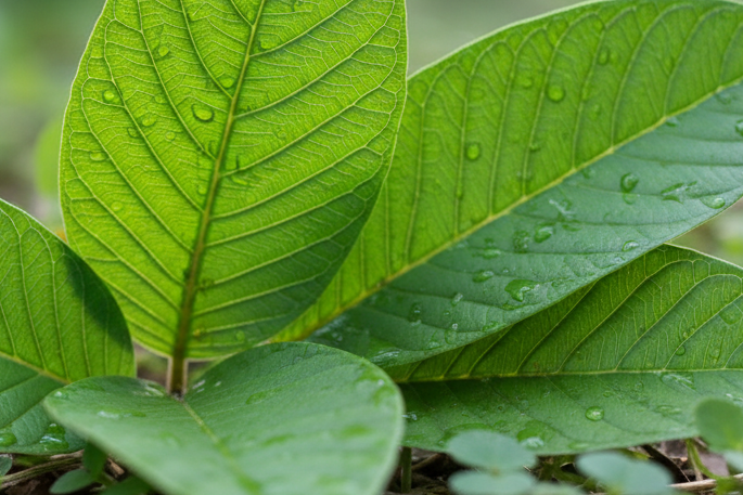 Guava Leaves