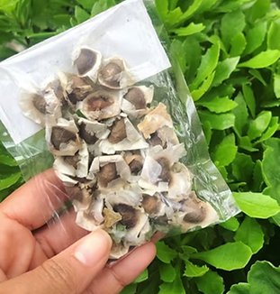 Moringa Seeds