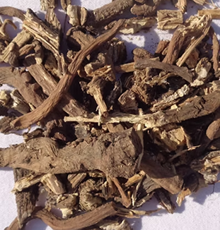 Burdock Root