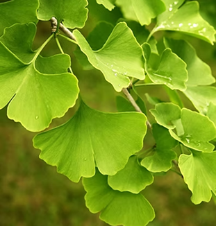 Ginkgo Leaves