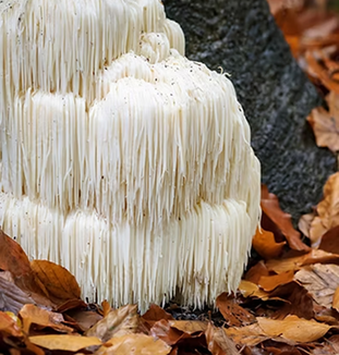 Lions Mane Mushroom