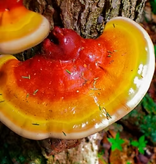 Reishi Mushroom