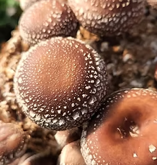 Shiitake Mushroom
