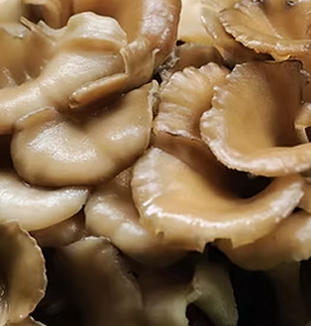 Maitake Mushroom