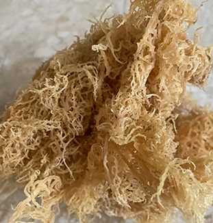 Sea Moss