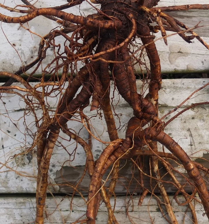Liquorice Root