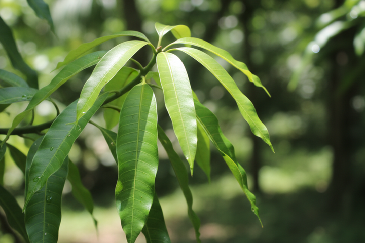 Mango Leaves