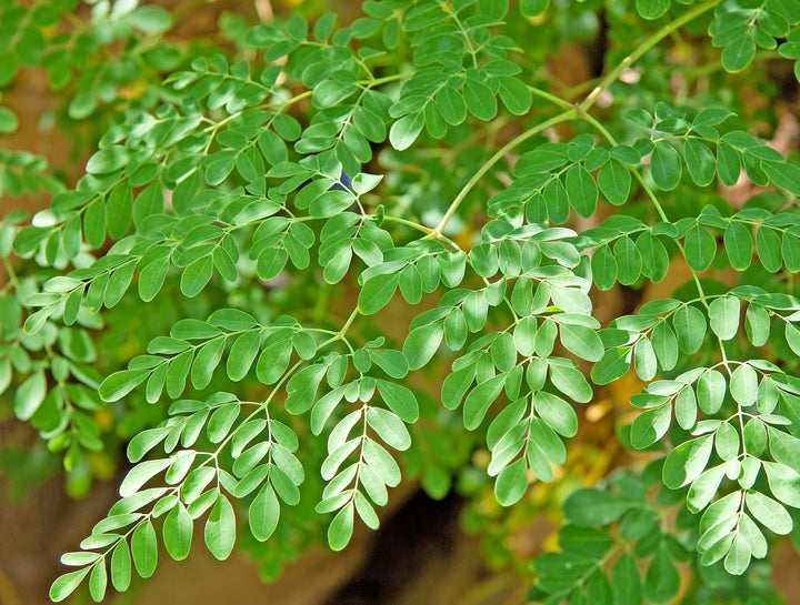 Moringa Leaf