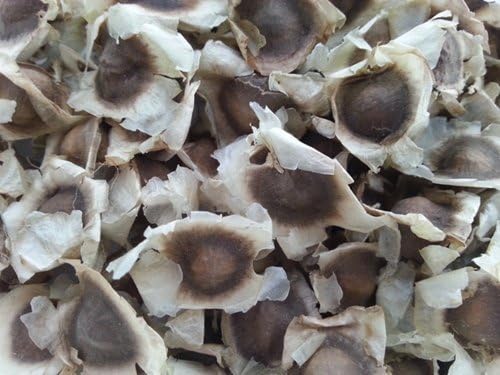 Moringa Seeds
