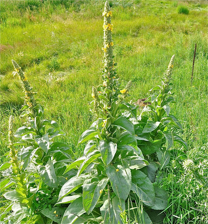Mullein