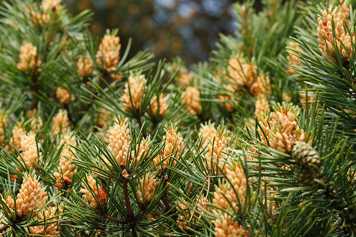 Pine Pollen