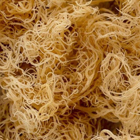 Gold Dried Sea Moss
